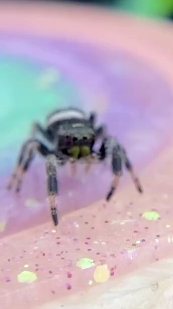 Regal Jumping Spider Male i6 - ELVIRA-1-75