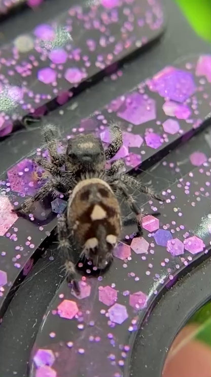 Regal Jumping Spider Female i6 - MARION-1-6
