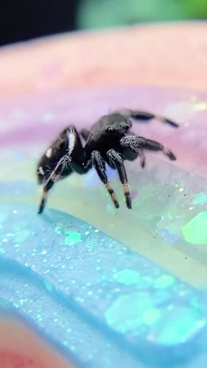 Regal Jumping Spider Male i6 - PANDORA-2-29