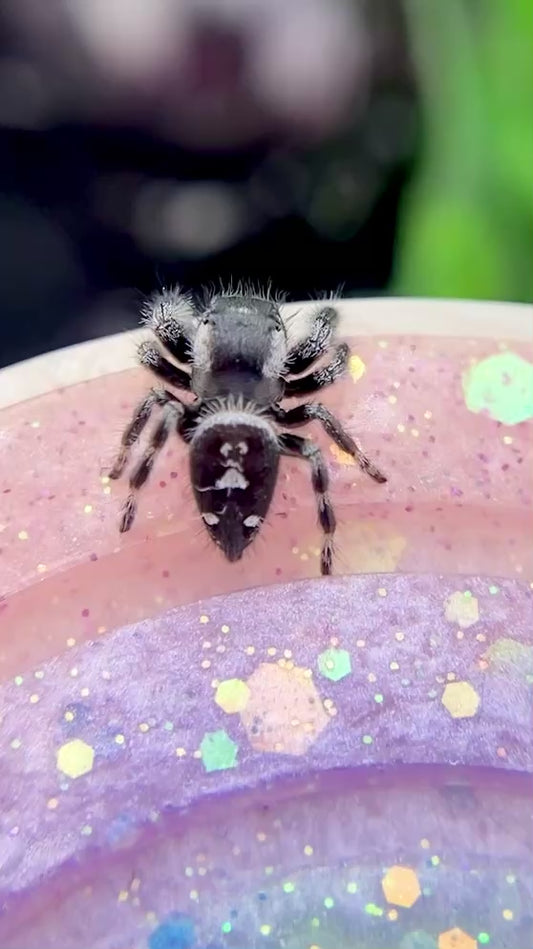 White-Banded Male Regal Jumping Spider | Pandora-1-18