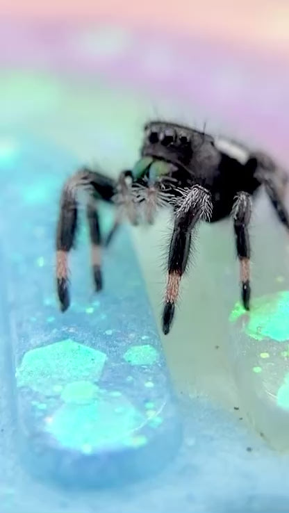 Regal Jumping Spider Male i7 - ELVIRA-2-5