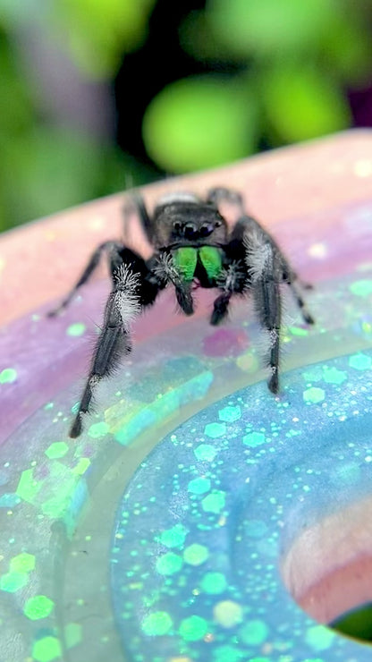 Mature Regal Jumping Spider Male - AURORA-1-19