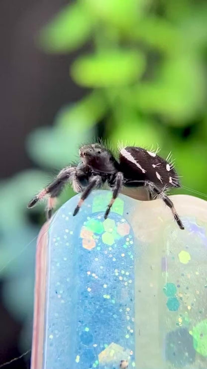 Regal Jumping Spider Male i6 - ELVIRA-2-7
