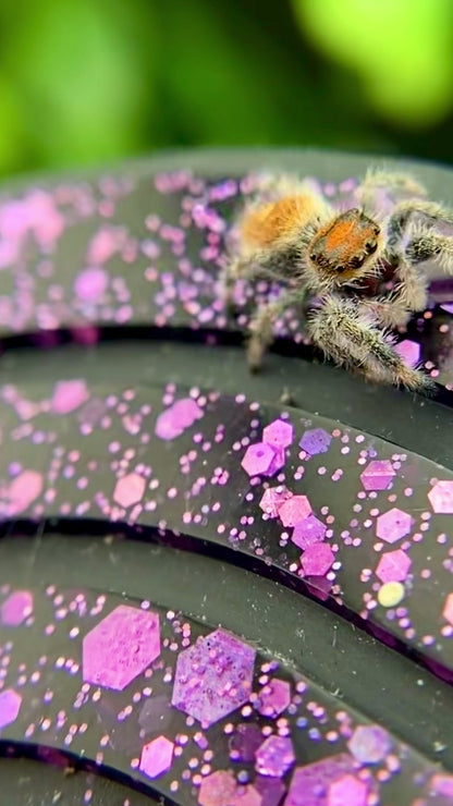 Orange Regal Jumping Spider Female i6 Juvenile - ROUGE-1-4