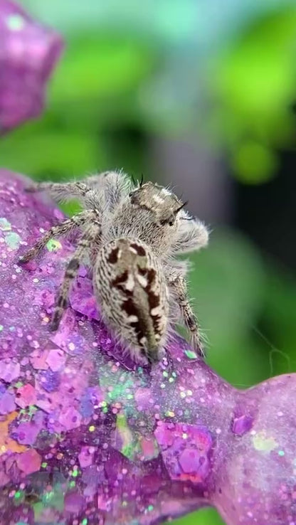 Phidippus Otiosus Female (Canopy Jumping Spider) - ANAIS-1-22