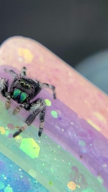 Regal Jumping Spider Male - Juvenile i7 - AURORA-1-5
