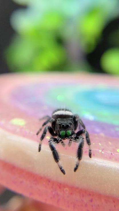 Regal Jumping Spider Male - Juvenile i7 - AUTUMN-1-43