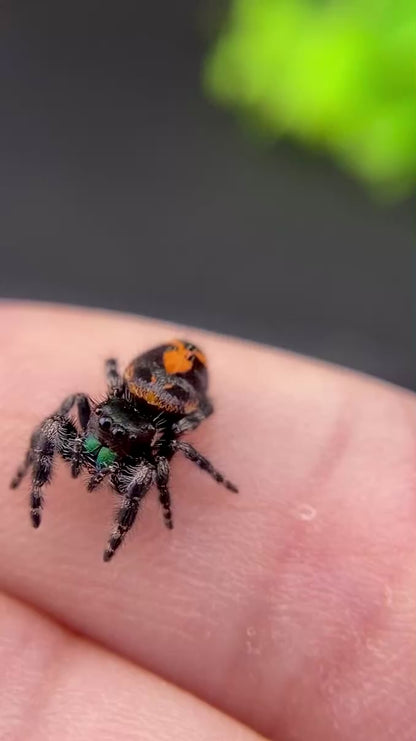 Big Bend Bryantae - Fused Spots Phidippus Audax - Bold Jumping Spider 1-9