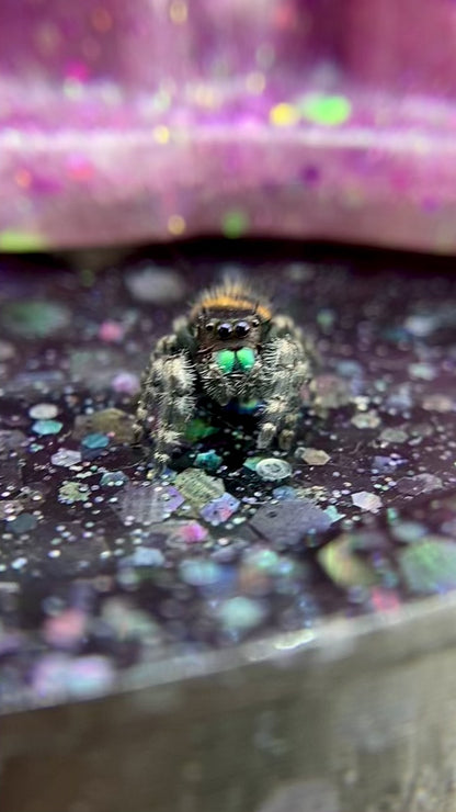 Big Bend Bryantae - Fused Spots Phidippus Audax - Bold Jumping Spider 1-9