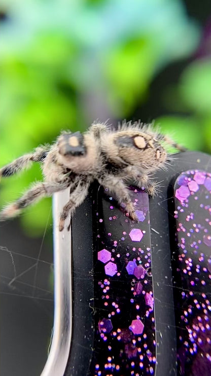 Regal Jumping Spider Female - Juvenile i8 - AUTUMN-1-11