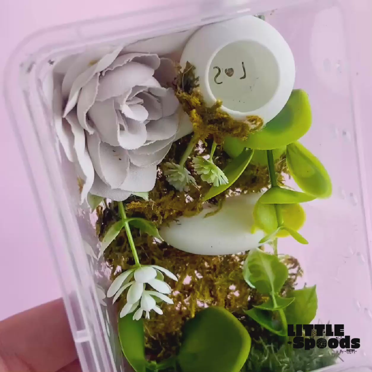 Video showcasing a naturalistic jumping spider enclosure with a mossy background, layered greenery, white flowers, and botanical decor