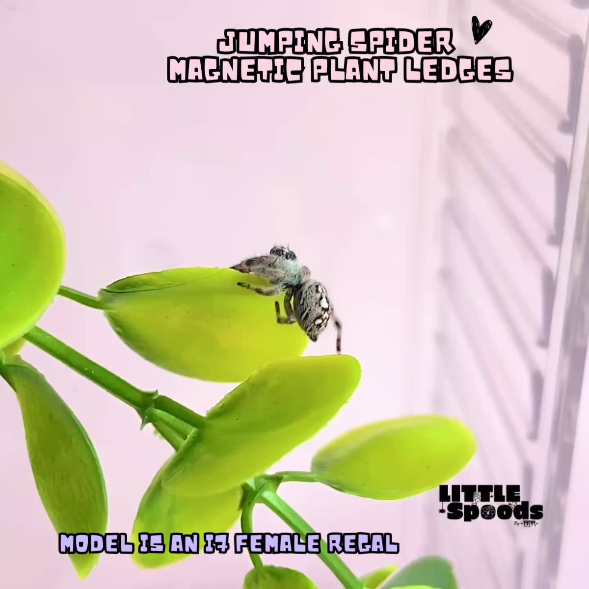 Jumping spider exploring a magnetic plant ledge with artificial foliage and glitter frog inside a clear enclosure