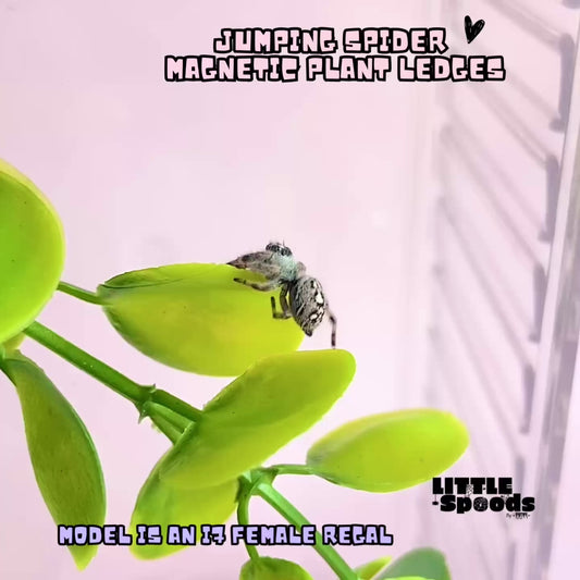 Jumping spider exploring a magnetic plant ledge with artificial foliage and glitter frog inside a clear enclosure