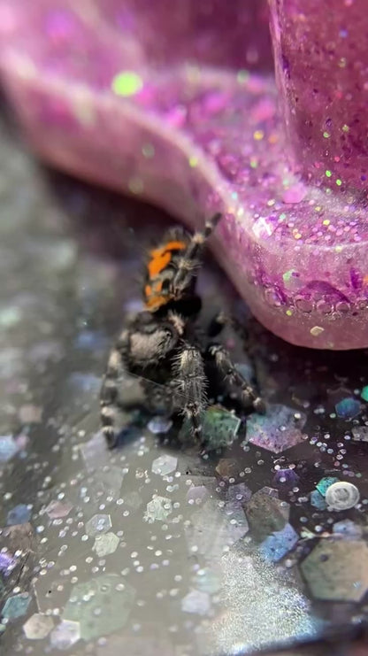 Big Bend Bryantae - Fused Spots Phidippus Audax - Bold Jumping Spider 1-7