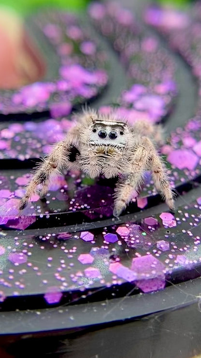 Unique Cream & White Regal Jumping Spider Female i9 - ELVIRA-1-39