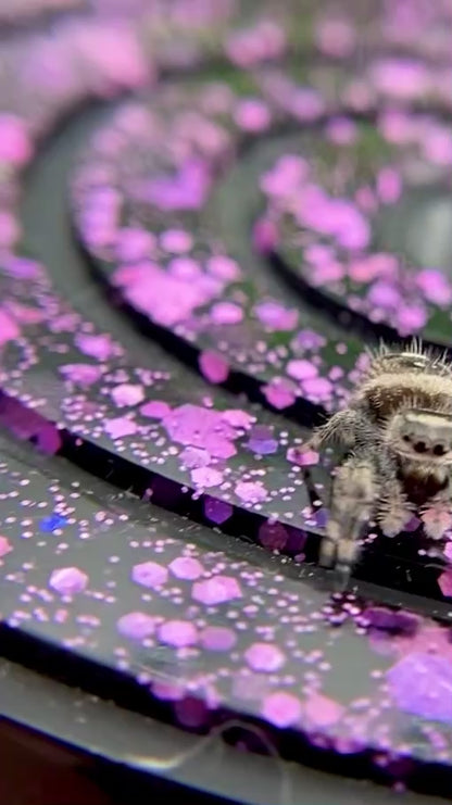 Regal Jumping Spider Female i6 - ELVIRA-1-14