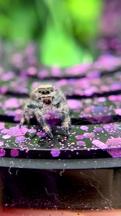 Regal Jumping Spider Female i6 - ELVIRA-1-52
