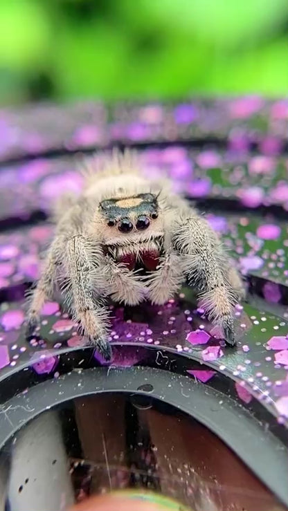 Creamy Peach Regal Jumping Spider Female i9 - MARION-1-2