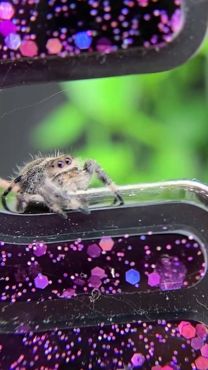 Regal Jumping Spider Female i6 - MARION-1-3