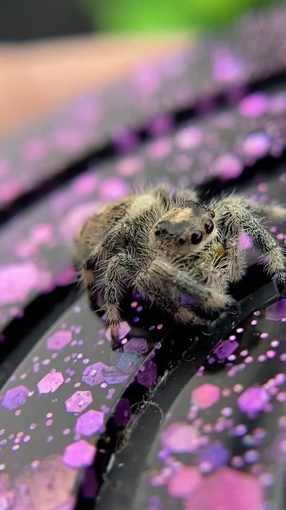 Regal Jumping Spider Female Juvenile i7 - AURORA-1-8