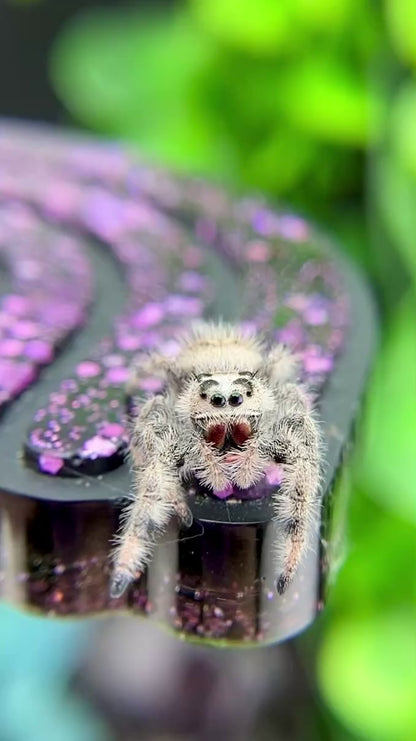 Cream and White Regal Jumping Spider Female i9 - PANDORA-2-32