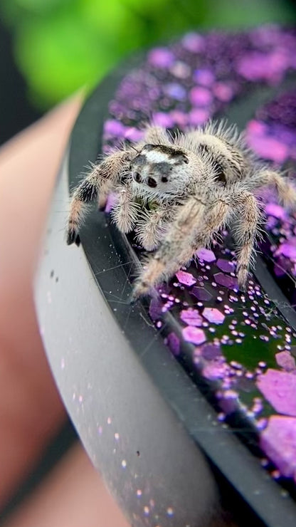 Unique Cream & White Regal Jumping Spider Female i9 - ELVIRA-1-39