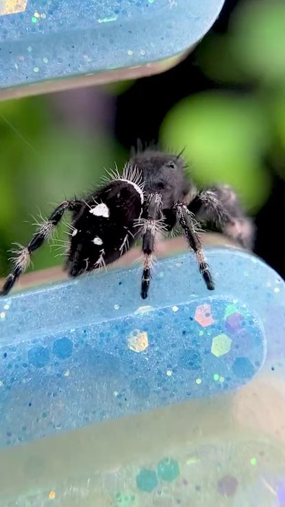Regal Jumping Spider Male - i7 juvenile - ELVIRA-2-4