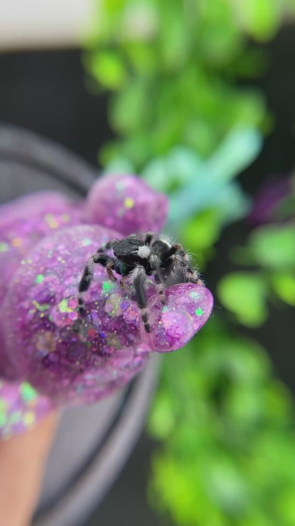 Subadult Unique White Banded Regal Jumping Spider Male - ELVIRA-1-1