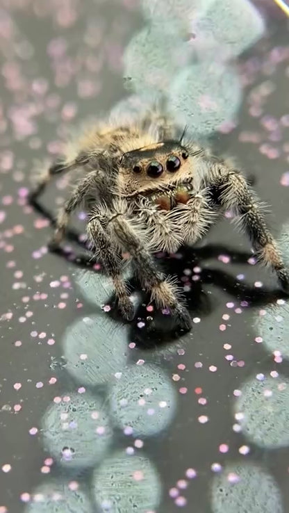 Regal Jumping Spider Female - Juvenile i6 - AUTUMN-1-40