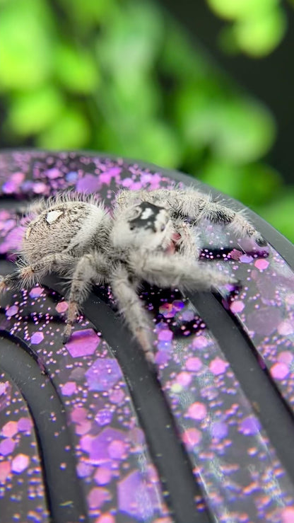 White Regal Jumping Spider Female - Mature - PANDORA-1-40B