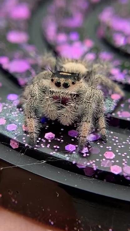 Regal Jumping Spider Female - Juvenile i9 - AUTUMN-1-12