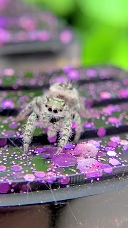 White Phidippus Otiosus (Canopy Jumping Spider) i6 - ANAIS-1-6