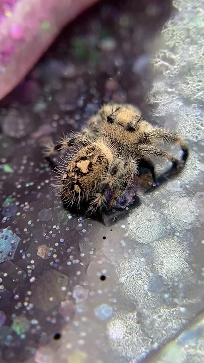 Regal Jumping Spider Female - Juvenile i7 - AURORA-1-16