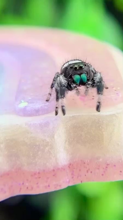 Regal Jumping Spider Male i6 - AURORA-1-13