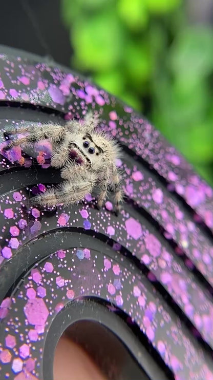 White & Cream Regal Jumping Spider Female - i10 - PANDORA-1-43