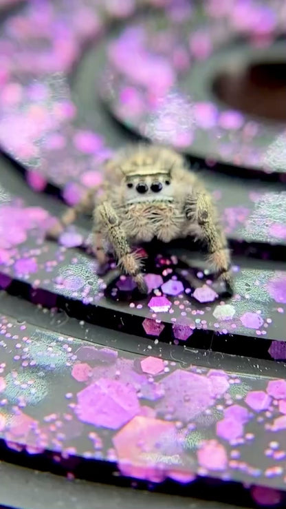 Unique Regal Jumping Spider Female i9 - ELVIRA-2-3