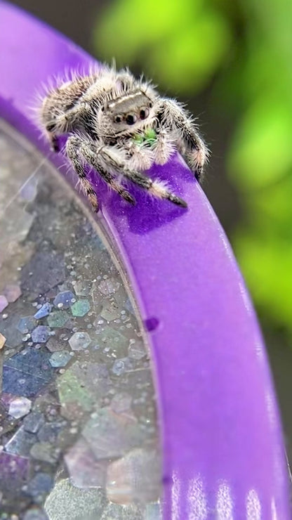 White Recessive Regal Jumping Spider Male i7 - PANDORA-2-21