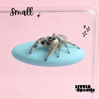 Small magnetic jumping spider ledge with a jumping spider perched on it