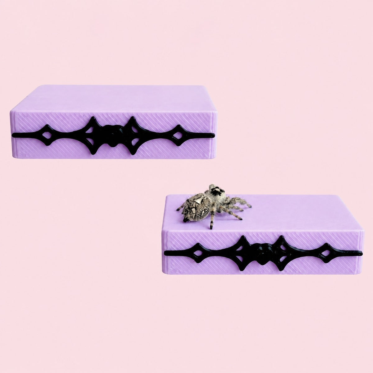 Purple Vampirella gothic jumping spider ledge with a jumping spider perched on it