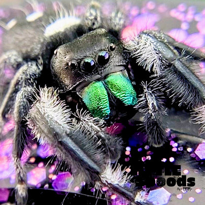 Wallace, the male Regal jumping spider (Phidippus regius) from this pairing.