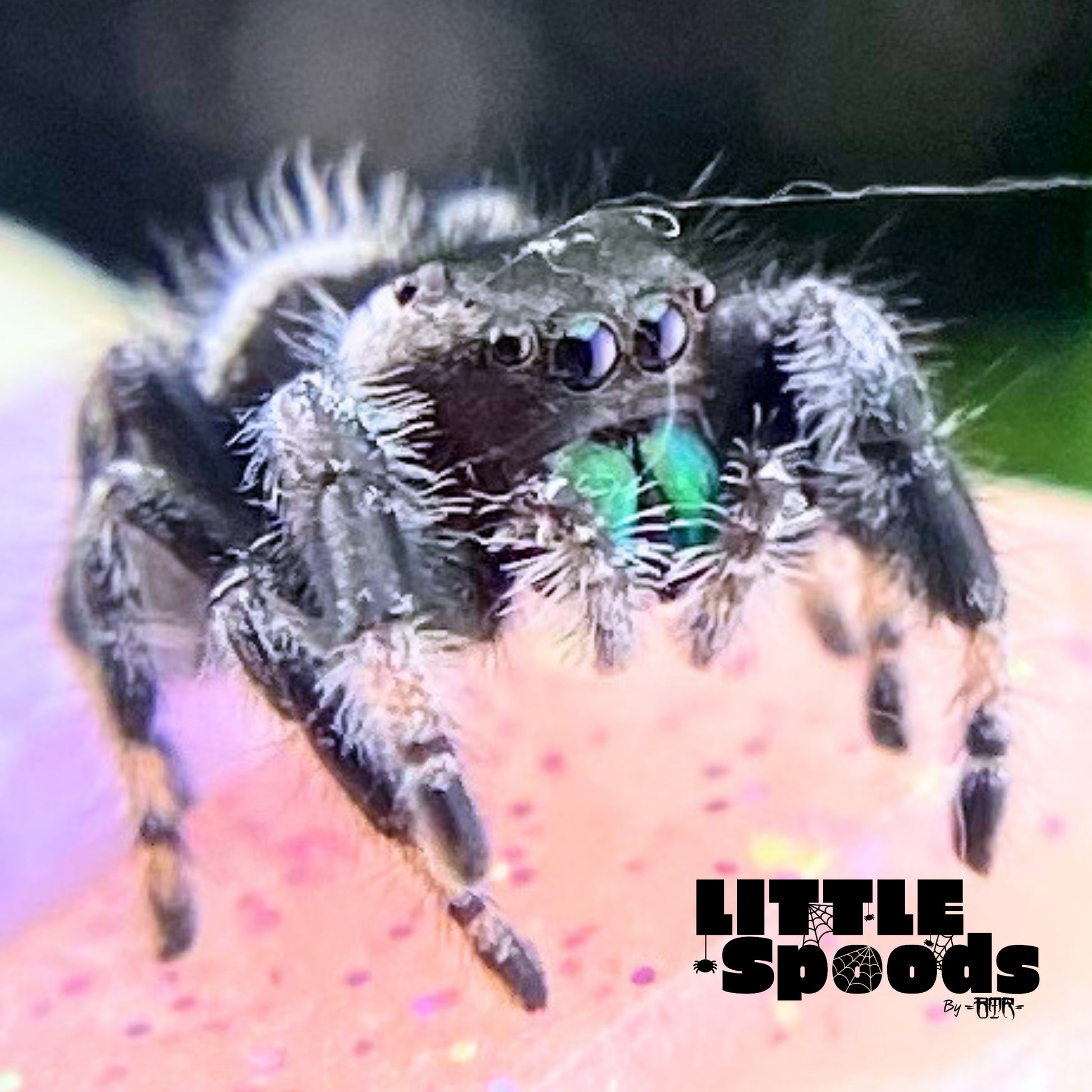 White-banded male Regal jumping spider (Phidippus regius) with vibrant green chelicerae from the Pandora × Marius White Line pairing.