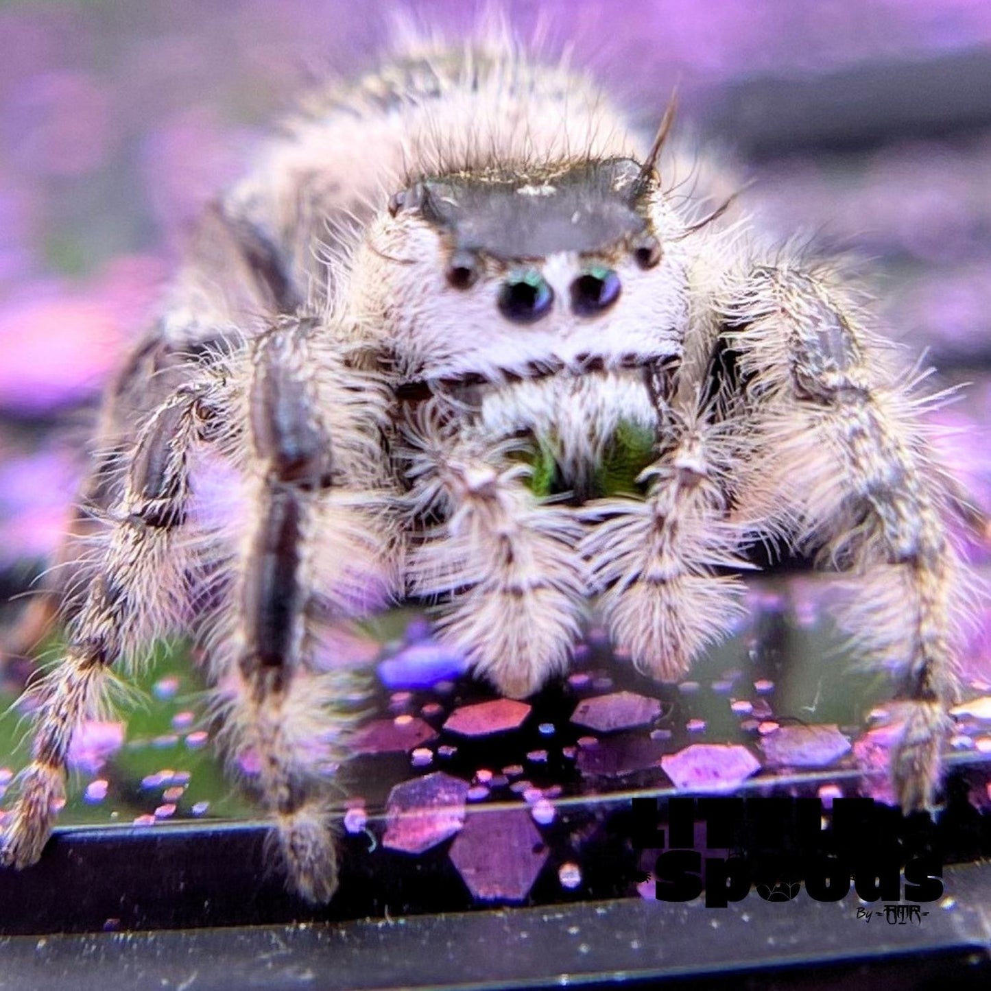 Anaïs, the white Phidippus otiosus female used in this pairing