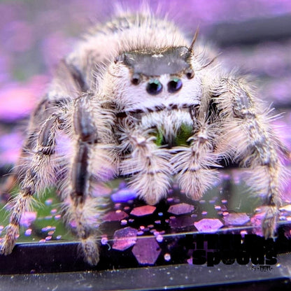 Anaïs, the white Phidippus otiosus female used in this pairing
