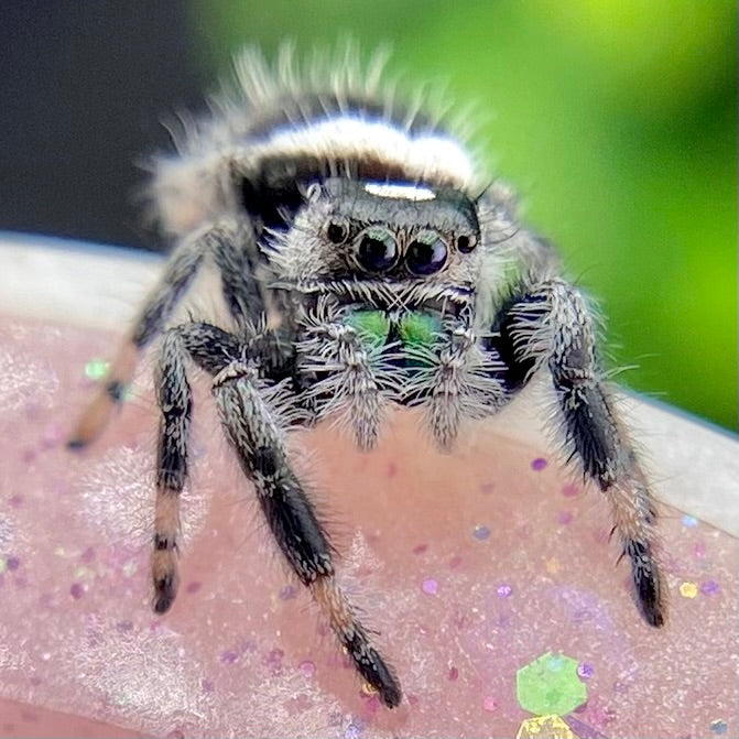 White recessive regal jumping spider male with green chelicerae on pink background