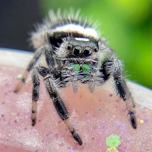 White recessive regal jumping spider male with green chelicerae on pink background