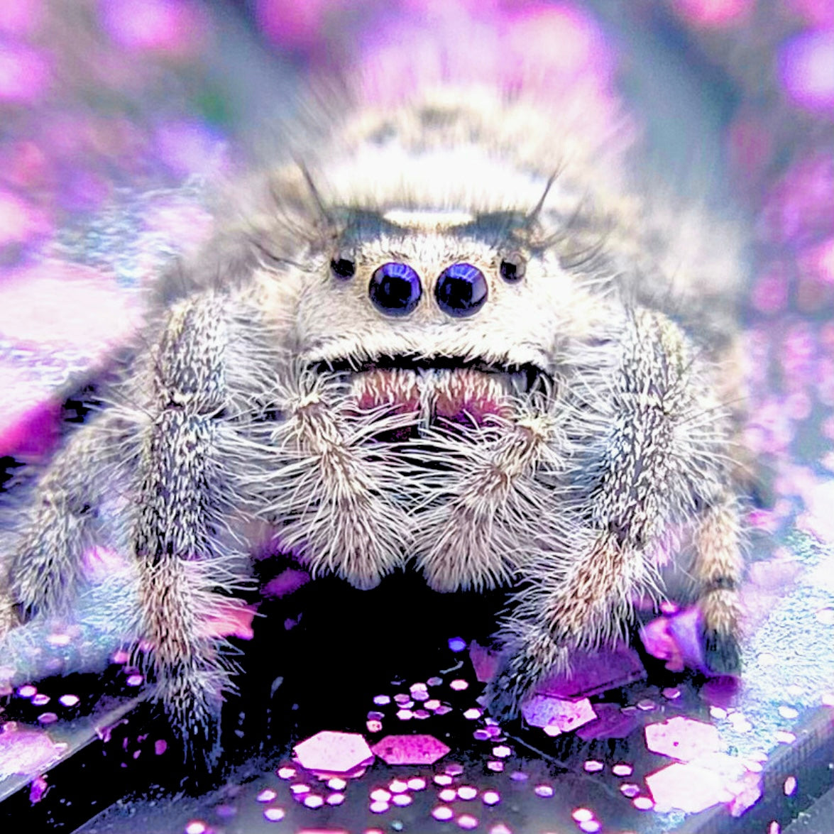 white regal jumping spider female with pink chels on purple background