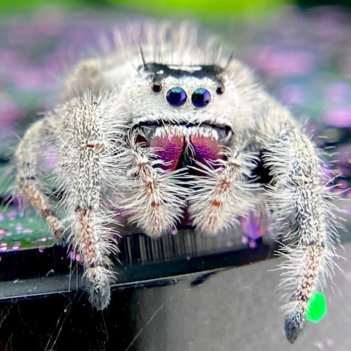 White regal jumping spider female with pink chelicerae closeup in purple decor background