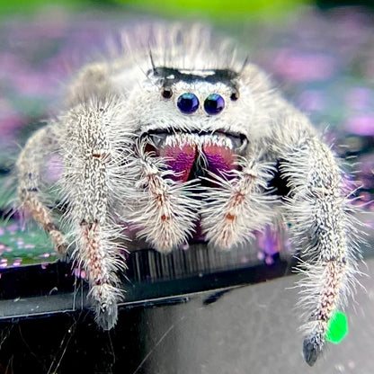 White regal jumping spider female with pink chelicerae closeup in purple decor background