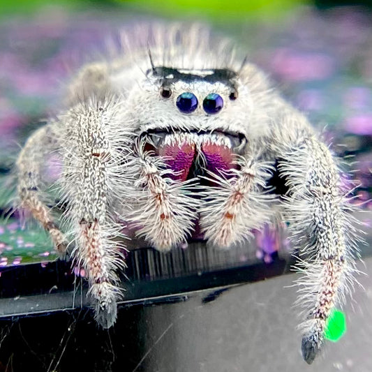 White regal jumping spider female with pink chelicerae closeup in purple decor background