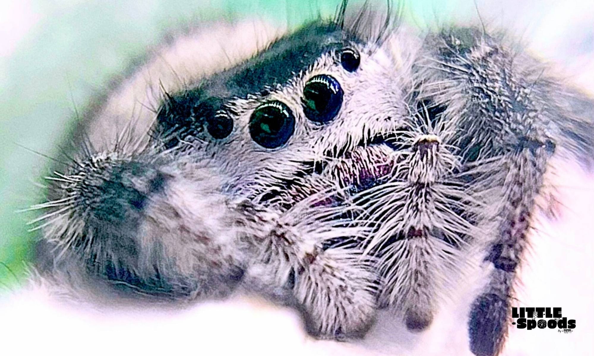 Closeup of a white female jumping spider in her hammock